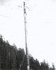 Scan800 F. McMurray on top of 150' Skidder tree.jpg