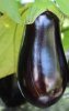 2016-0809 Black Eggplant in field.jpg