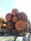 Logs_4.jpg