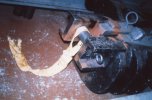 scan474.jpg