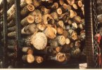 scan621.jpg