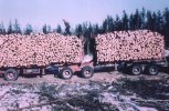 scan631.jpg