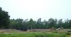 pond 9-03-11 004 for attachment.jpg